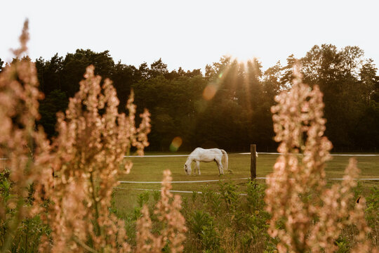 White horse wandering on a meadow at sunset.