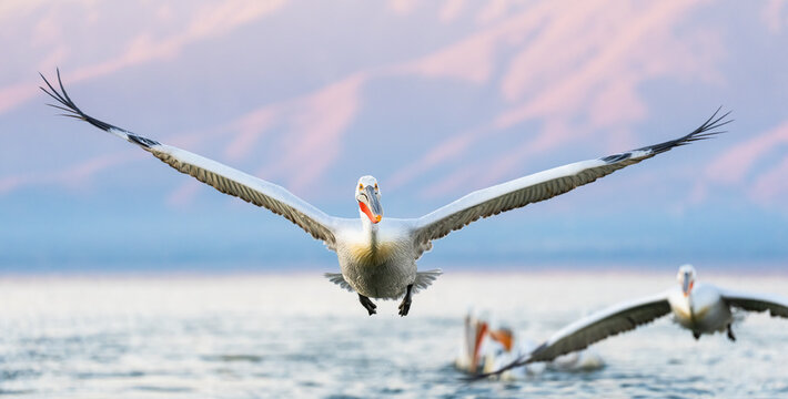 Dalmatian Pelican Flying At Sunset  