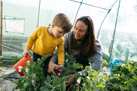 Mother teaching son gardening in greenhouse with pea plants
