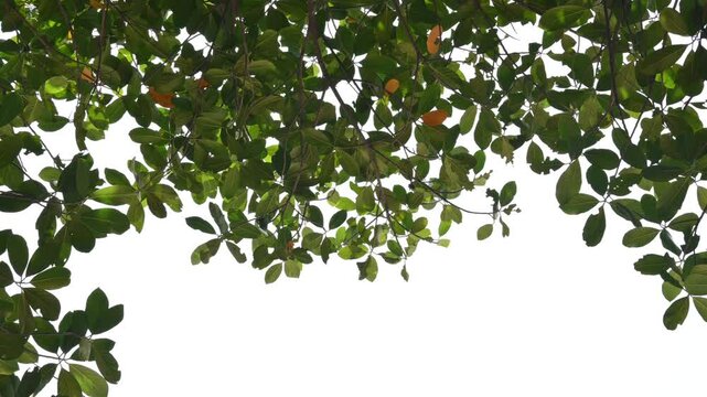 The leaves of a lush green jackfruit tree. A backdrop of an open, white sky. Oval-shaped leaves, featuring raised veins and a touch of natural wear.

