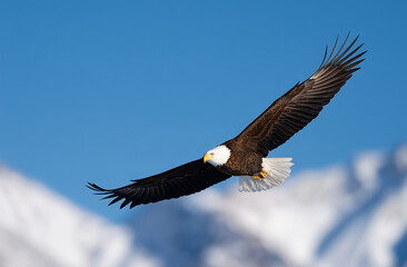 Obraz premium Bald eagle soaring in the blue sky over snowy mountains, majestic nature