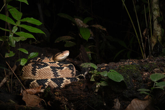 Bushmaster viper in the jungle
