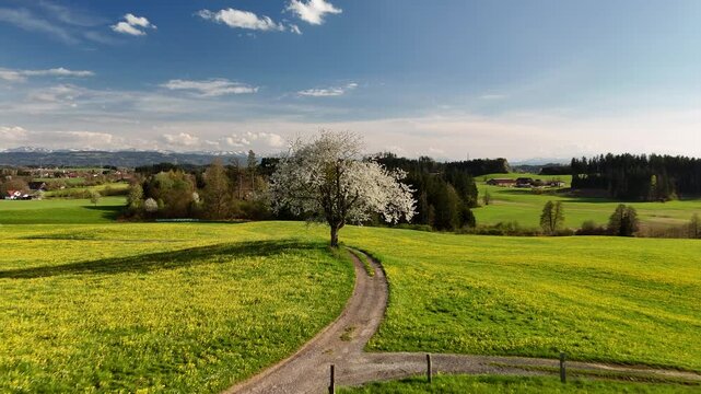 Blooming Cherry Tree in Spring Meadow with Alps in Background, Aerial Drone Shot