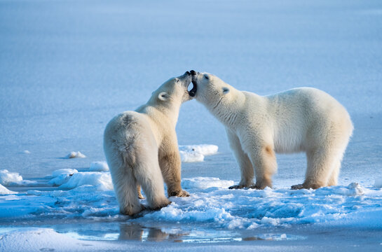 Polar Bears Playing On Ice  