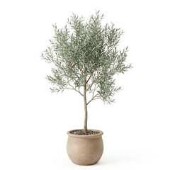 Obraz premium Minimalist 3D Olive Tree: Modern Mediterranean Indoor Plant in Clay Pot Isolated on White.