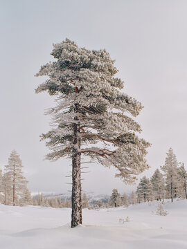 Snow-Covered Mountain Pine