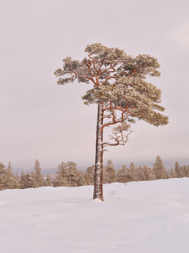 Majestic Pine Tree in Soft Winter Twilight