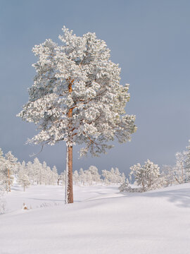 Scots Pine in Winter Landscape