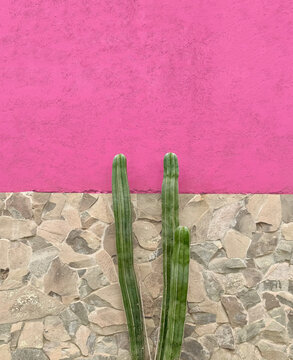 Mexico travel: Pink Mexican Cactus background