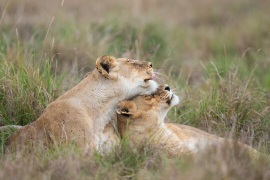 African Lionesses Showing Affection  