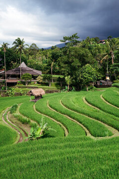 Lush Green Rice Terraces Under a Dramatic Sky in Bali