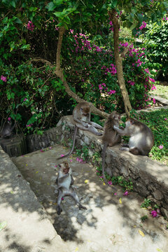 Monkeys Enjoying a Sunny Afternoon Among Vibrant Flowers