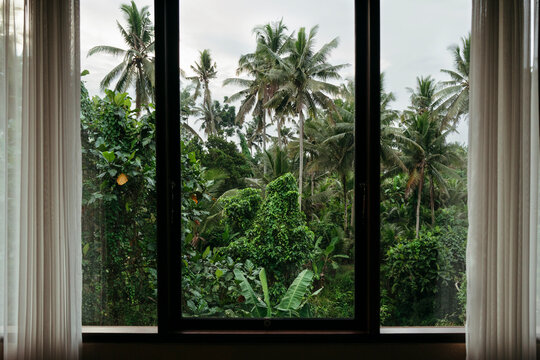 Lush Green Jungle Views From a Cozy Indoor Window Retreat