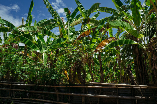 Lush Banana Plantation Flourishing Under Bright Blue Sky