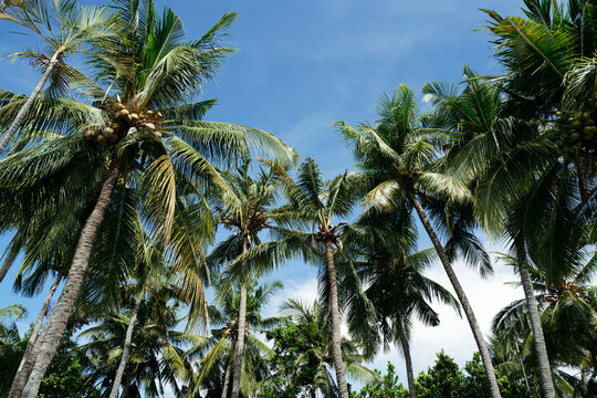 Tall Palm Trees Sway Gently Under a Bright Blue Sky