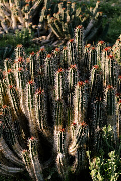 Close-up of a succulent Euphorbia echinus