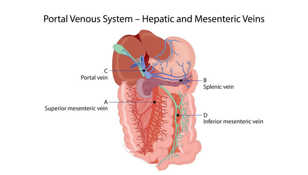 Portal Venous System &ndash; Hepatic and Mesenteric Veins
formation of the portal vein from splenic and superior mesenteric veins with inferior mesenteric drainage.