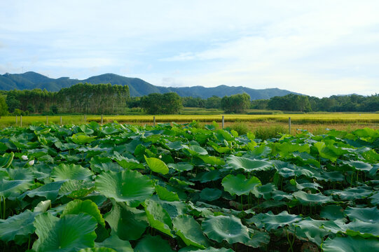 The scenery of lotus ponds cultivated in the countryside