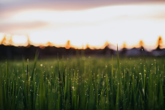 Closeup of rice seedlings covered in dew in the paddy field at dawn