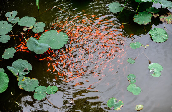 Closeup of goldfish scrambling for food in the lotus pond