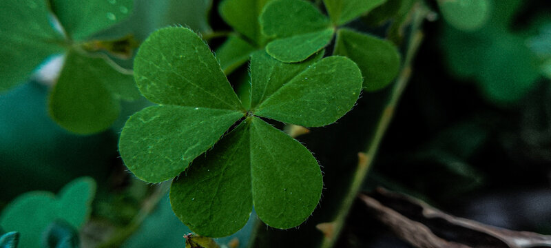 Three clover leaves on a dark background