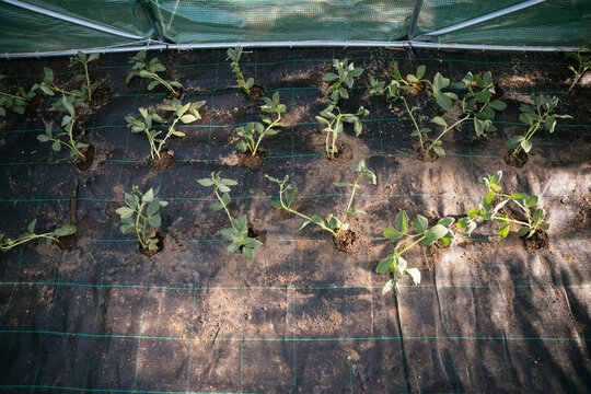 Broad bean seedlings growing in a greenhouse garden