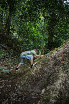 An Asian Boy Climbing a Giant Tree in the Forest of Northern Thailand