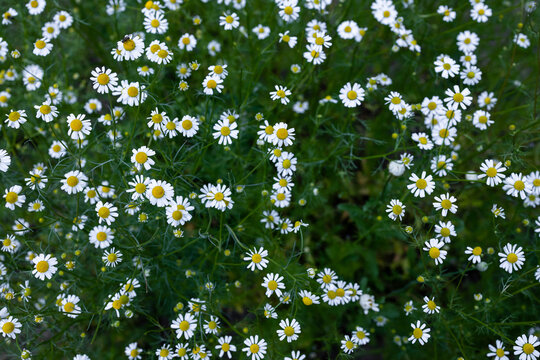 Blooming daisies