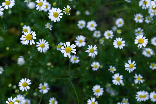 Blooming daisies