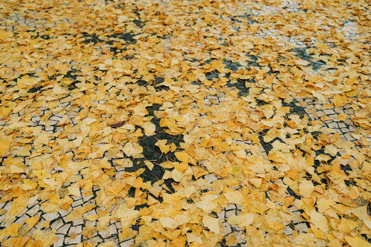 Yellow autumn leaves covering patterned stone pavement