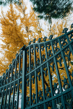 Ornate iron fence against golden autumn trees