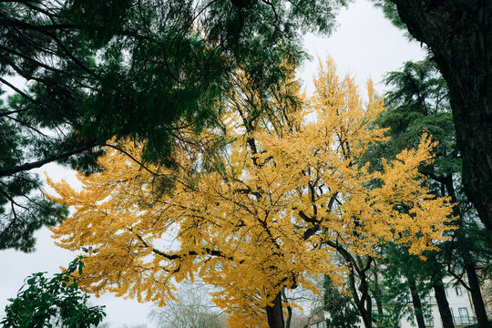 Golden autumn tree canopy with contrasting evergreen branches
