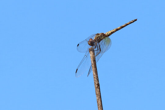 Libelle / Dragon-Fly / Anisoptera