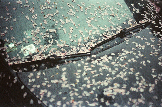 Wet Car Covered With Flower Petals After Spring Rain