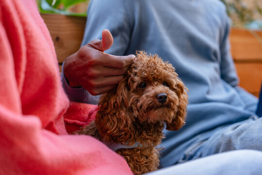Man petting a small curly-haired dog on a sofa