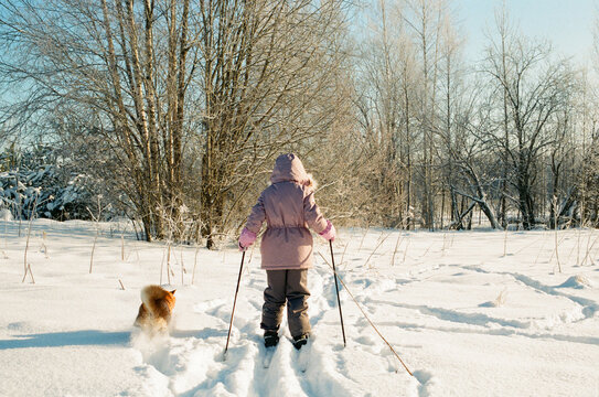 Child and Shiba Inu Skiing Through Snowy Forest