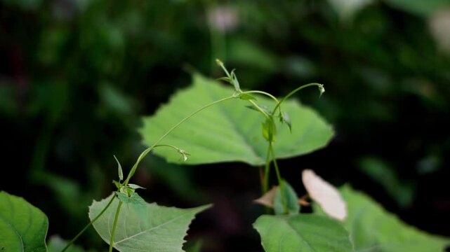 A video showcasing two stick insects camouflaged on vibrant green leaves in a serene natural environment