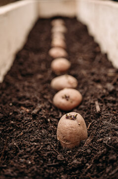 Potatos ready to grow