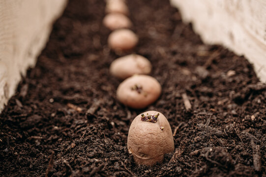 Potatos ready to grow