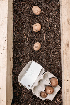 Potatos ready to grow