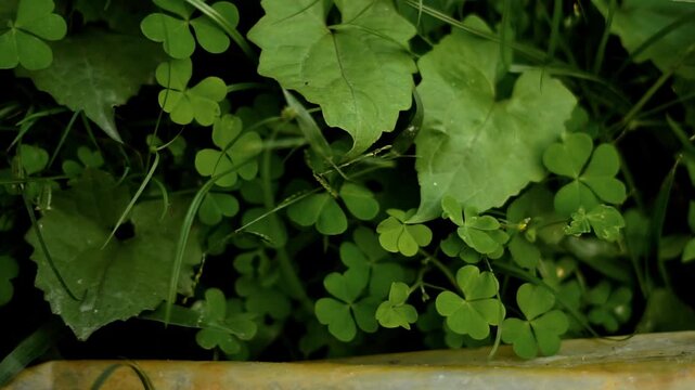 A video showcasing a lush green plant with large leaves growing in a wooden planter box in a serene natural setting