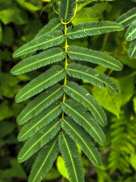 Detailed Close Up of Green Mimosa Pudica Sensitive Plant Leaf spring 