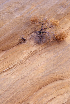Shrub bush sandstone rock wall formation Arizona Monument Valley film
