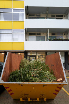 People Dispose of Old Christmas Trees in a Dumpster in Winter
