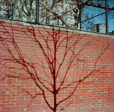 Brick wall with tree shadow
