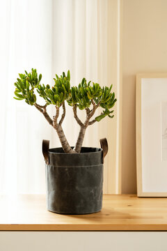 Still life of house plant on a cabinet with curtain behind