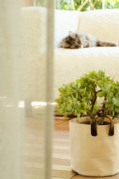 House interior with a house plant and cat sleeping at the background