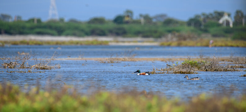 Northern shoveler male duck swimming in lagoon waters in Mannar, Sri Lanka. 