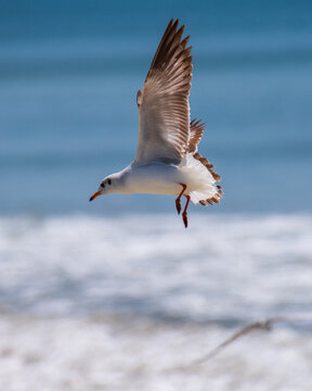 Brown-headed gull bird in flight, close-up, hovering midair, scanning for fish below the beach of Talaimannar, Sri Lanka