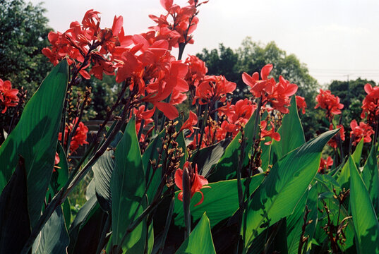 35mm negative cine film natural red canna lily flowers botanical bush